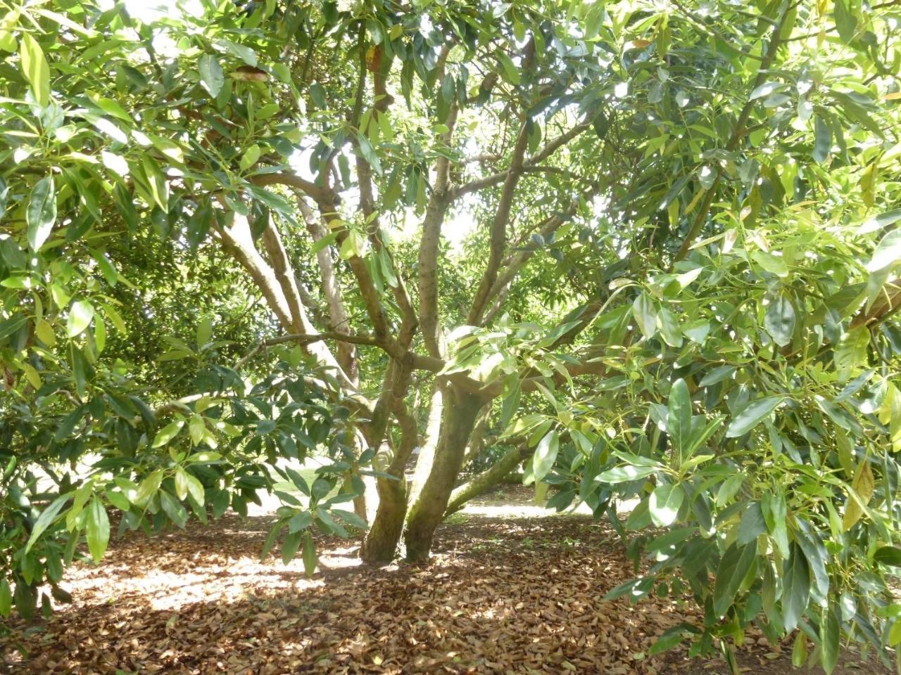 Paradise Grove Whangamata Dış mekan fotoğraf