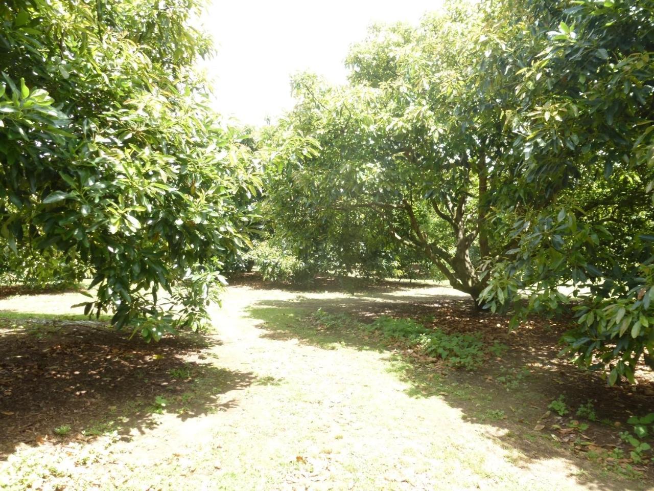 Paradise Grove Whangamata Dış mekan fotoğraf